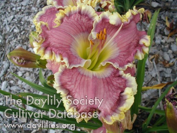 Daylily All Things to All Men